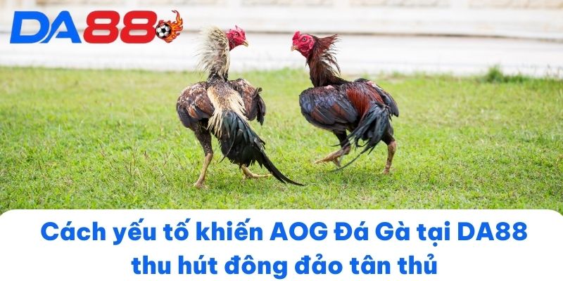 Cách yếu tố khiến AOG Đá Gà tại DA88 thu hút đông đảo tân thủ