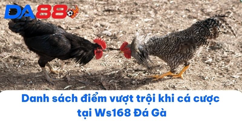 Danh sách điểm vượt trội khi cá cược tại Ws168 Đá Gà
