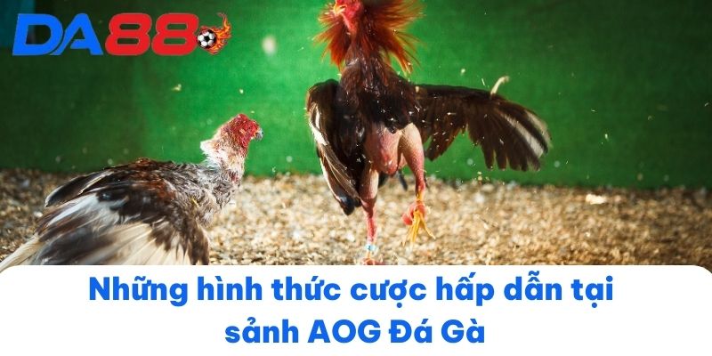 Những hình thức cược hấp dẫn tại sảnh AOG Đá Gà