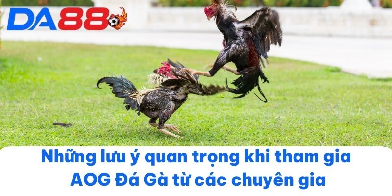 Những lưu ý quan trọng khi tham gia AOG Đá Gà từ các chuyên gia