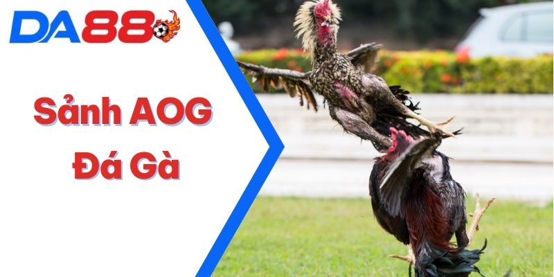 Sảnh AOG Đá Gà - Cách Lựa Chiến Kê Chuẩn Bài Của Lão Làng