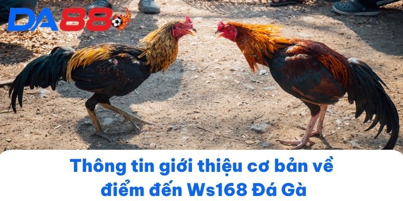 Thông tin giới thiệu cơ bản về điểm đến Ws168 Đá Gà