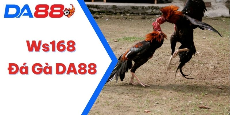 Ws168 Đá Gà DA88 – Điểm Đến Giải Trí Nơi Cảm Xúc Thăng Hoa